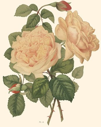 Framed Vintage Roses III Print