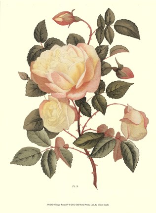 Framed Vintage Roses IV Print