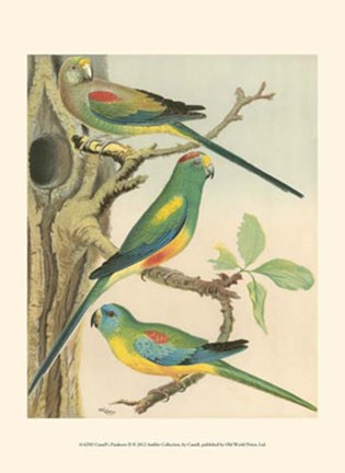 Framed Parakeets II Print