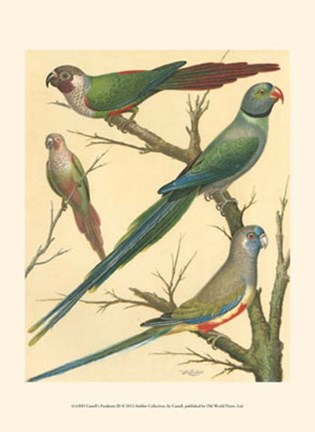 Framed Parakeets III Print