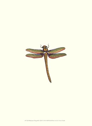 Framed Miniature Dragonfly I Print