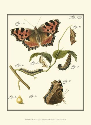 Framed Butterfly Metamorphosis II Print