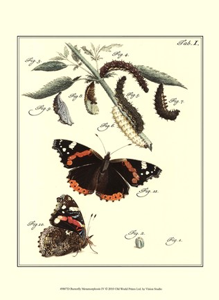 Framed Butterfly Metamorphosis IV Print