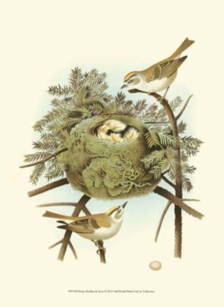 Framed Prairie Warbler &amp; Nest Print