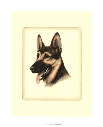 Framed German Shepard Print