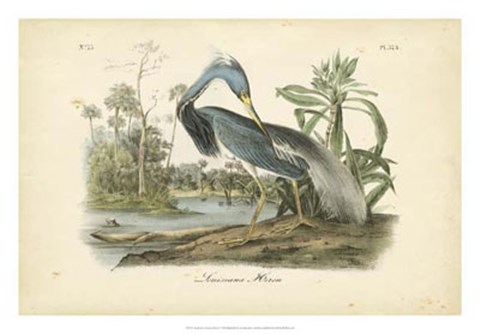 Framed Audubon&#39;s Louisiana Heron Print