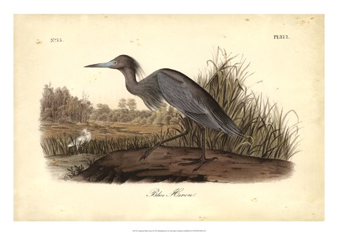 Framed Audubon&#39;s Blue Heron Print