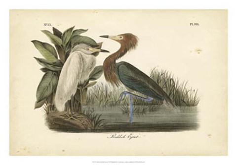 Framed Audubon&#39;s Reddish Egret Print