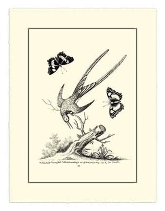 Framed B&amp;W Longtailed Hummingbird  (1742) Print