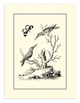 Framed B&amp;W The Hummingbirds (1742) Print
