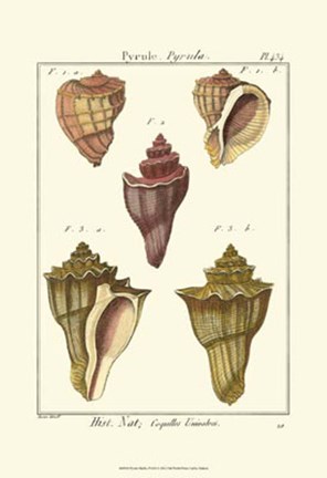 Framed Pyrule Shells, Pl. 434 Print