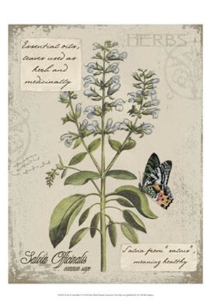 Framed Herbs &amp; Butterflies II Print