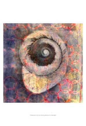 Framed Seashell-Snail Print