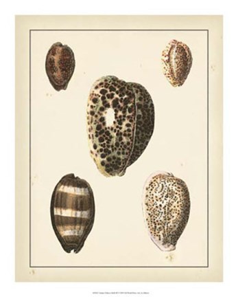 Framed Antique Diderot Shells III Print