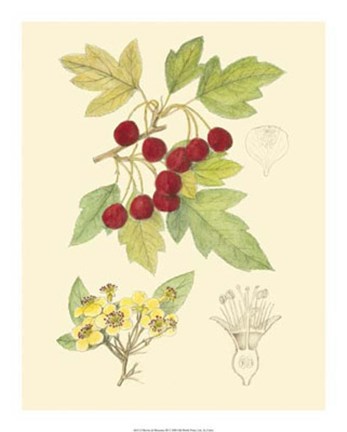Framed Berries &amp; Blossoms III Print