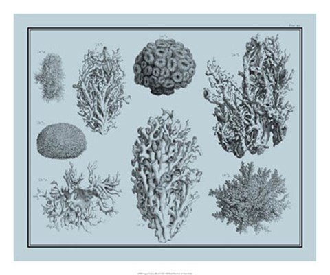 Framed Aegean Coral on Blue II Print
