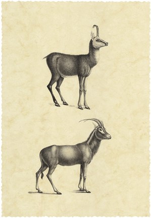 Framed Vintage Antelope Print
