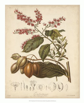 Framed Botanicals IV Print