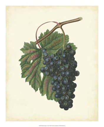 Framed Plantation Grapes I Print
