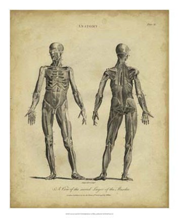 Framed Anatomy Study III Print