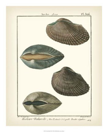 Framed Arche Shells, Pl.306 Print