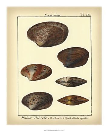 Framed Venus Shells, Pl.281 Print
