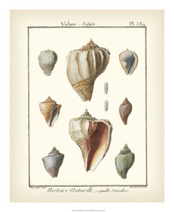 Framed Volute Shells, Pl.384 Print