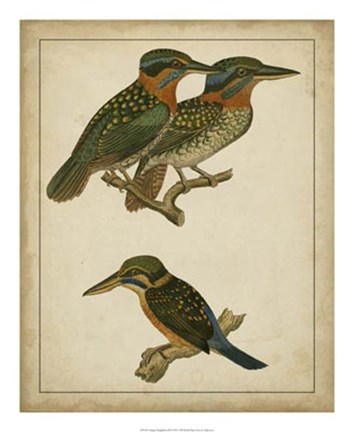 Framed Vintage Kingfishers III Print