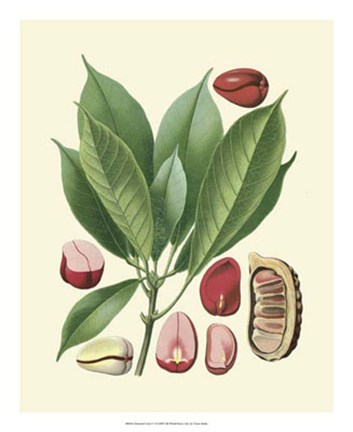 Framed Botanical Glory VI Print