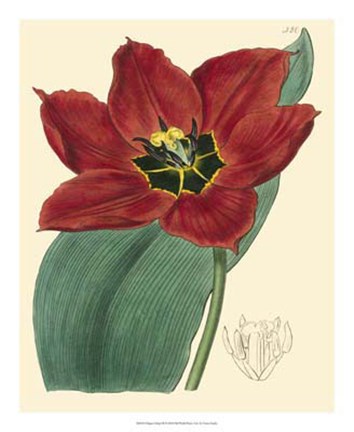 Framed Elegant Tulips III Print