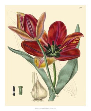 Framed Elegant Tulips V Print