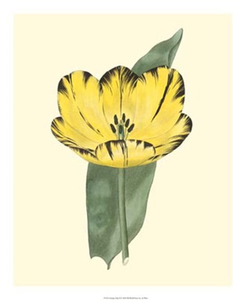Framed Antique Tulip II Print