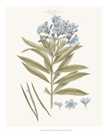 Framed Bashful Blue Florals III Print