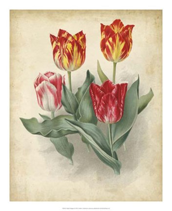 Framed Tulip Florilegium Print