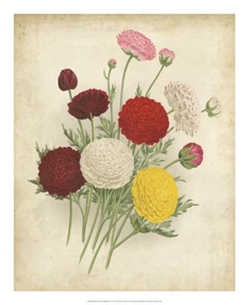 Framed Ranunculus Florilegium II Print