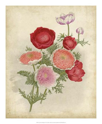 Framed Anemone Florilegium Print