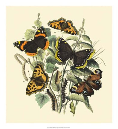 Framed Butterfly Gathering II Print
