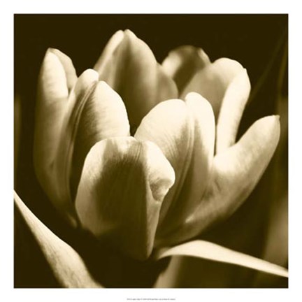 Framed Sepia Tulip I Print