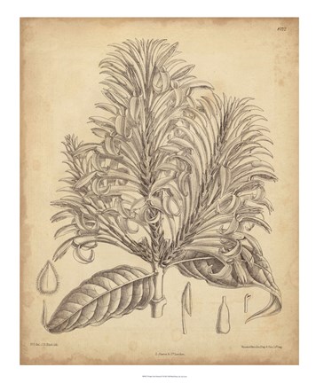 Framed Vintage Curtis Botanical V Print