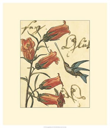 Framed Hummingbird Reverie II Print