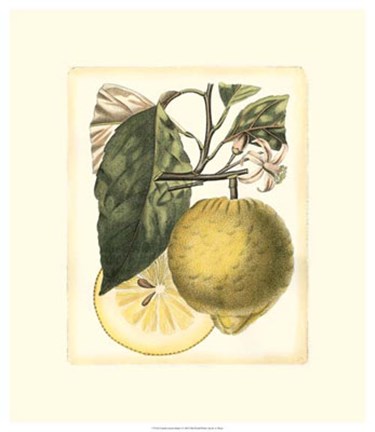 Framed French Lemon Study I Print