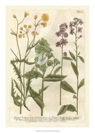 Framed Weinmann&#39;s Garden VI Print