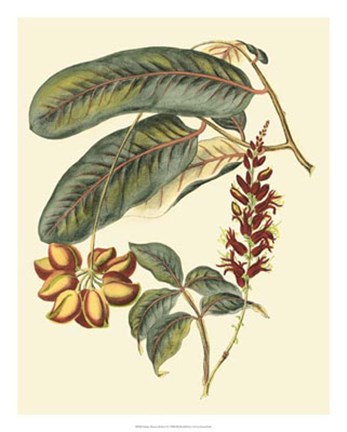 Framed Foliage, Flowers &amp; Fruit IV Print