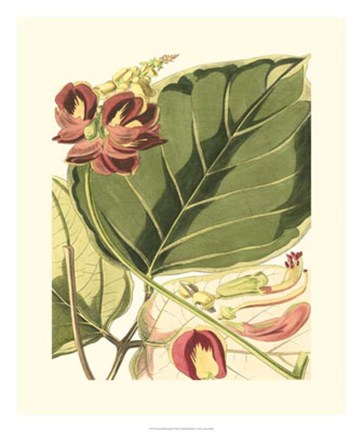 Framed Fantastical Botanical I Print