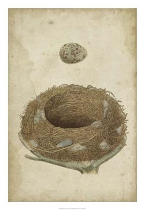 Framed Bird&#39;s Nest Study I Print