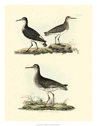 Framed Sandpipers II Print