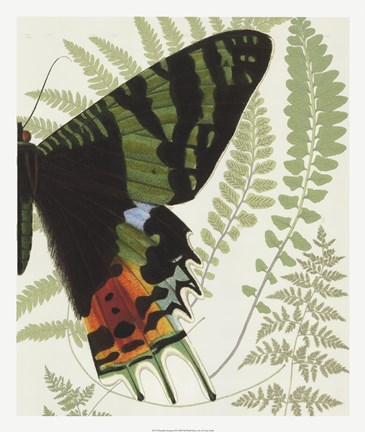 Framed Butterfly Symmetry II Print