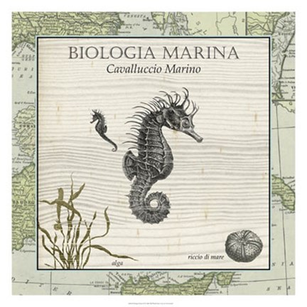 Framed Biologia Marina III Print