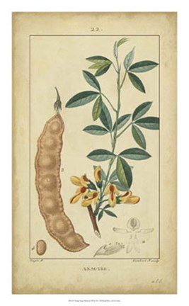 Framed Vintage Turpin Botanical VIII Print