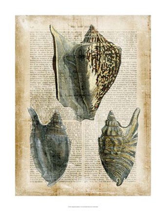 Framed Antiquarian Seashells I Print